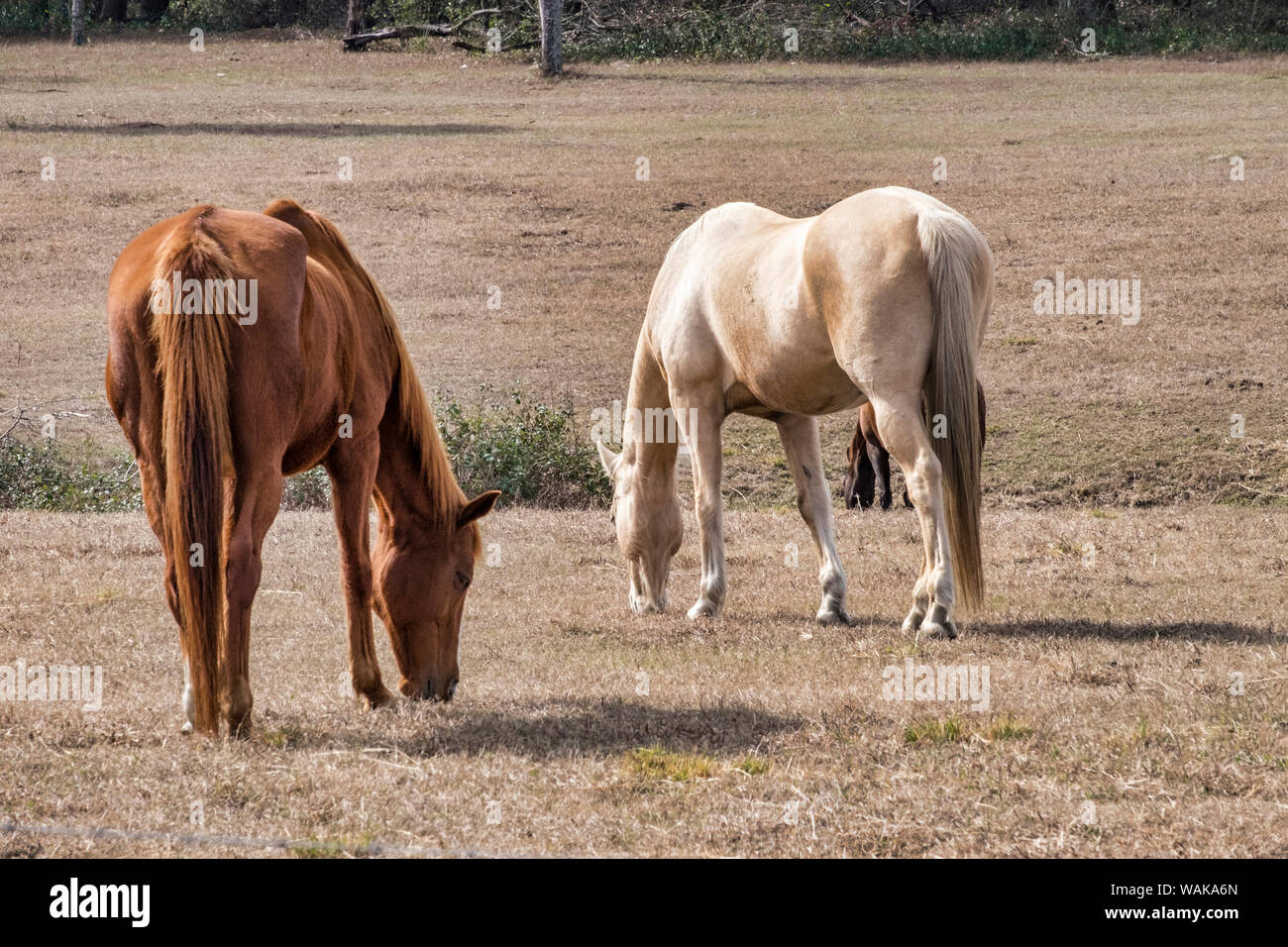 Two horses in a field, Deland, Florida, USA Stock Photo