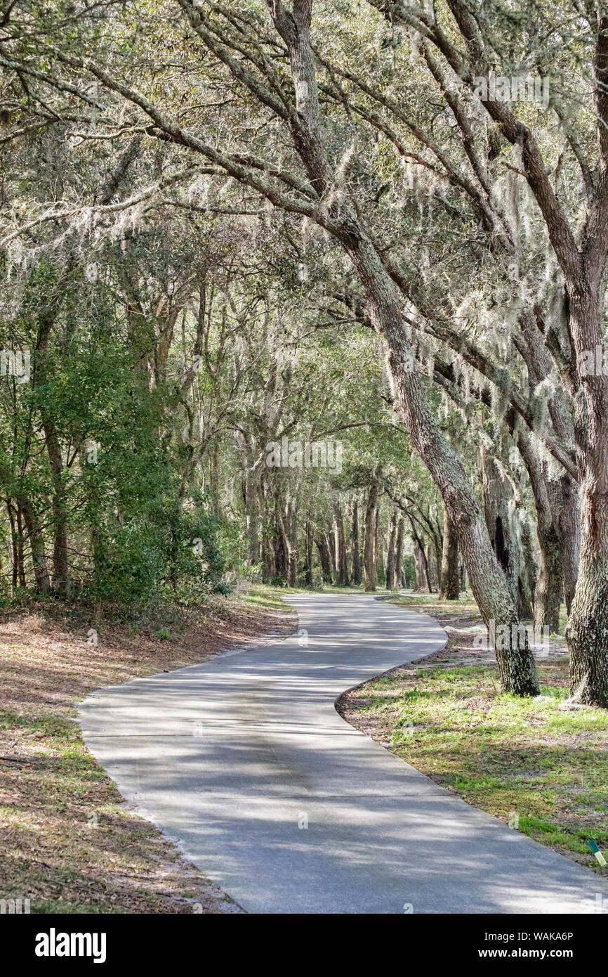 Curved path among Live Oak trees, Deland, Florida, USA Stock Photo