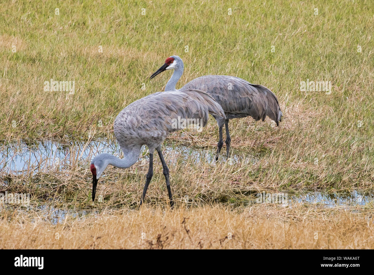 Sandhill Cranes feeding in the marsh, Deland, Florida, USA Stock Photo