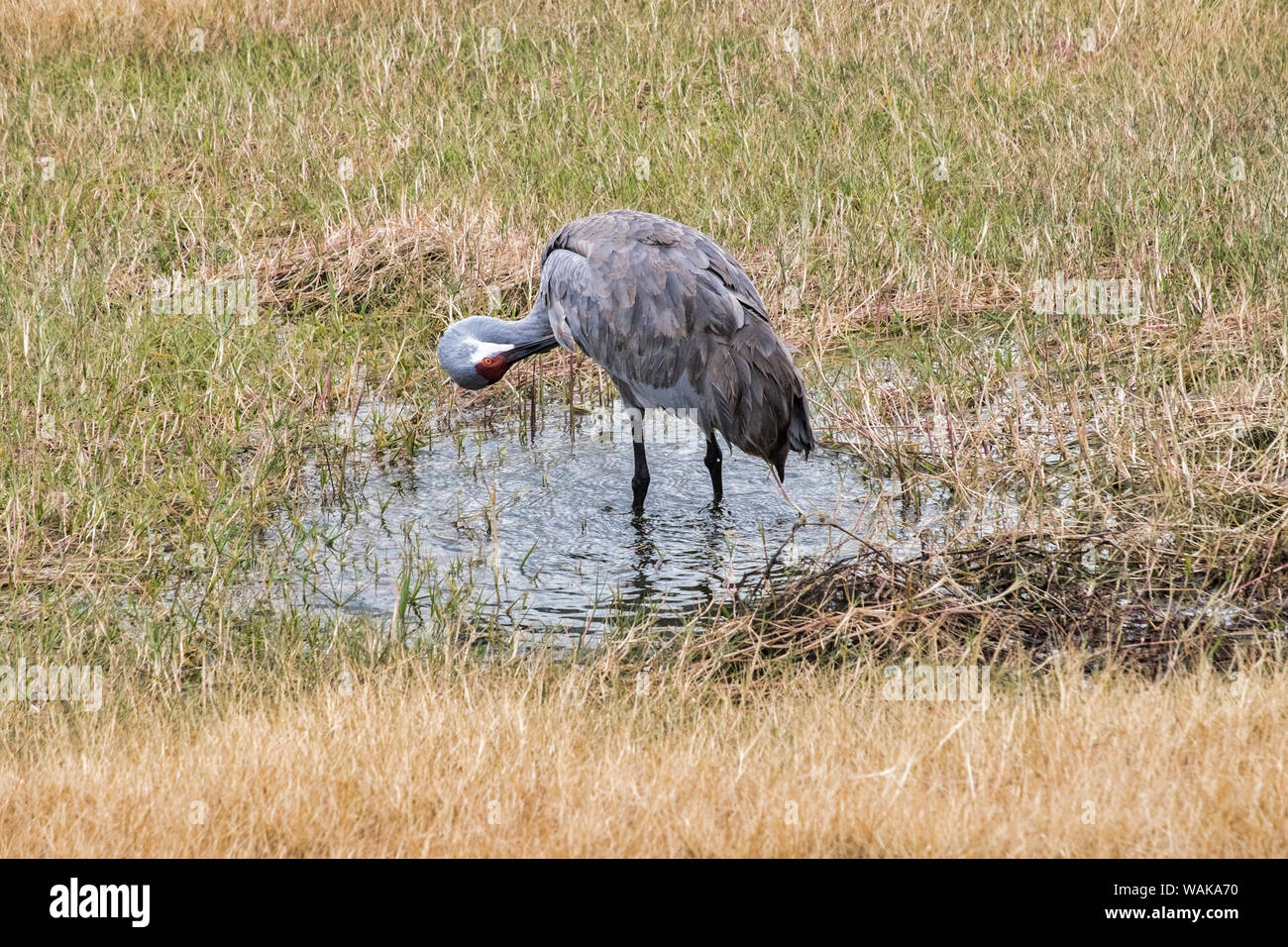 Sandhill Cranes feeding in the marsh, Deland, Florida, USA Stock Photo