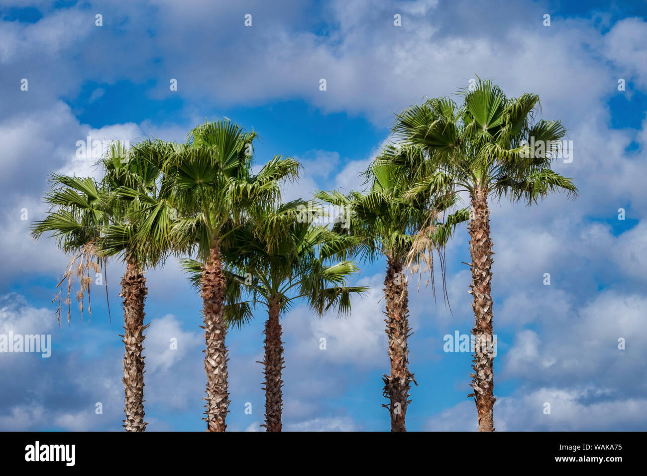 Sabal Palm trees, Florida, USA Stock Photo