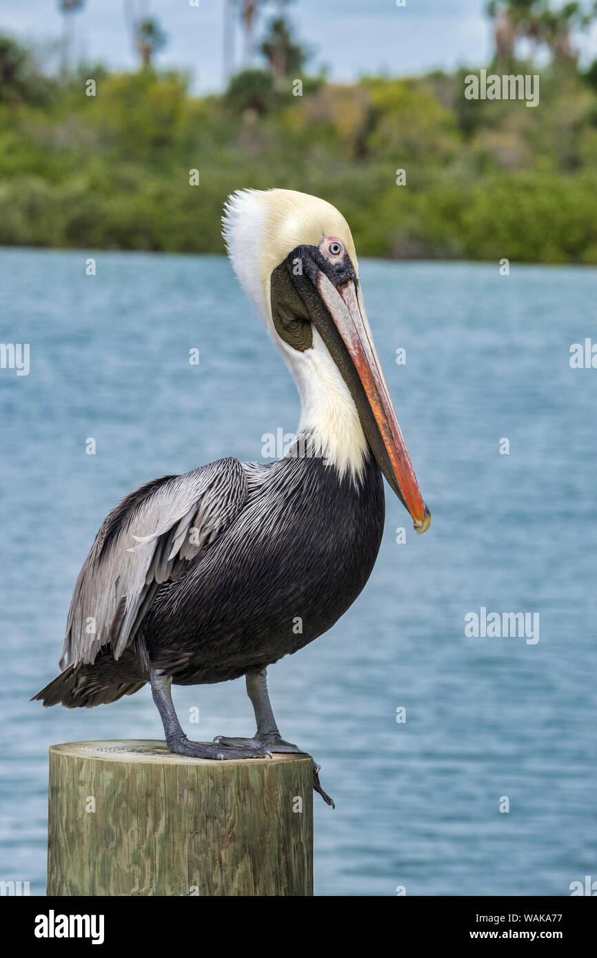 Brown pelican, New Smyrna Beach, Florida, USA Stock Photo