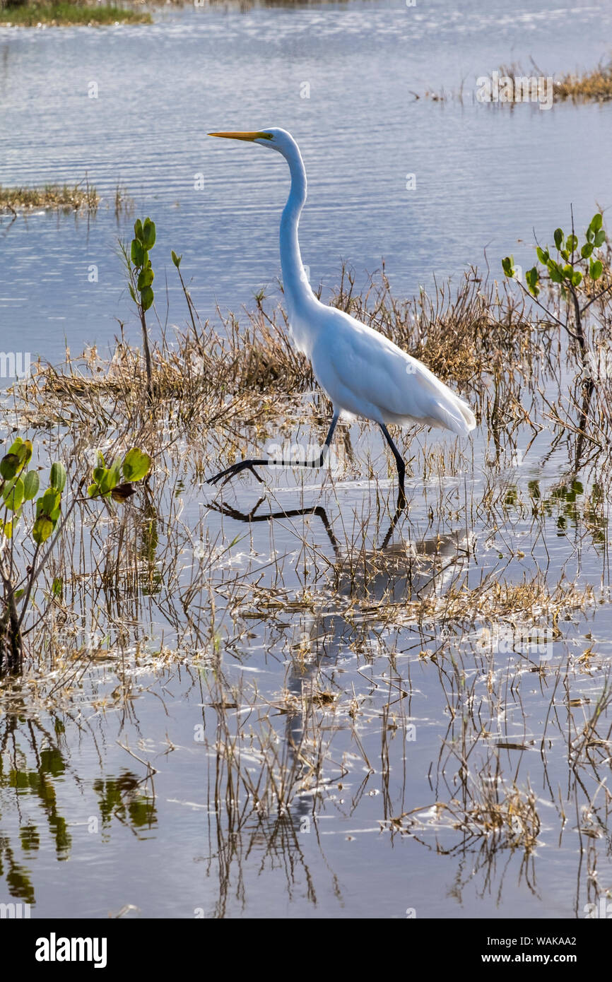 Great white egret wading, Merritt Island nature preserve, Florida, USA Stock Photo