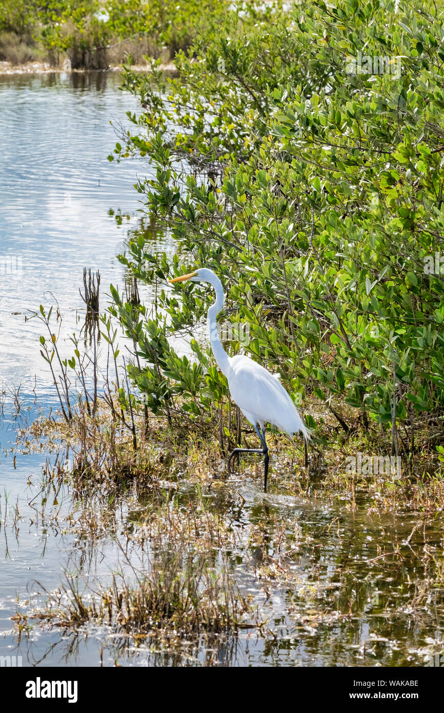 Great White Egret wading, Merritt Island nature preserve, Florida, USA