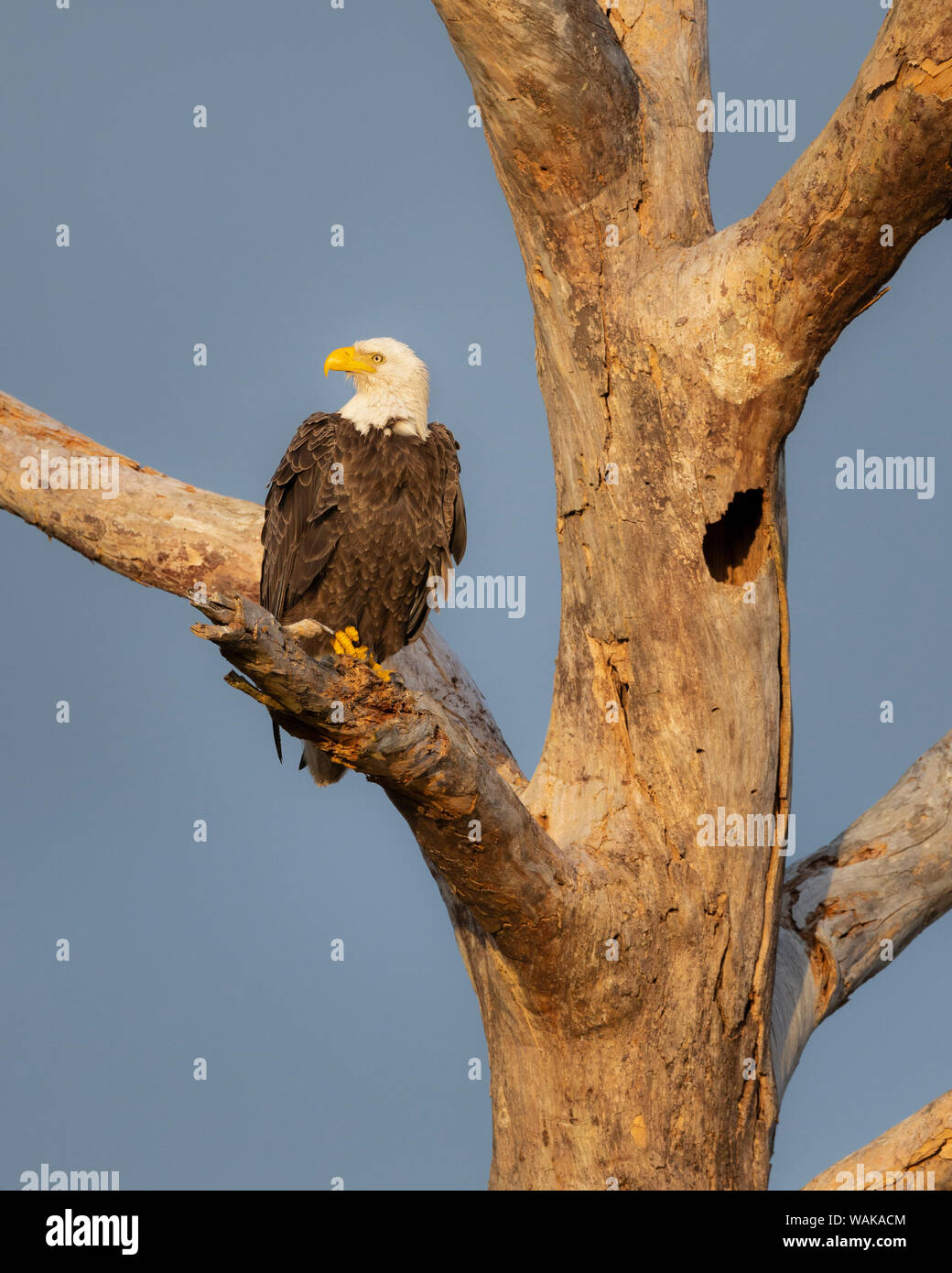 Bald Eagle (Haliaeetus leucocephalus), Ft. Myers, Florida Stock Photo