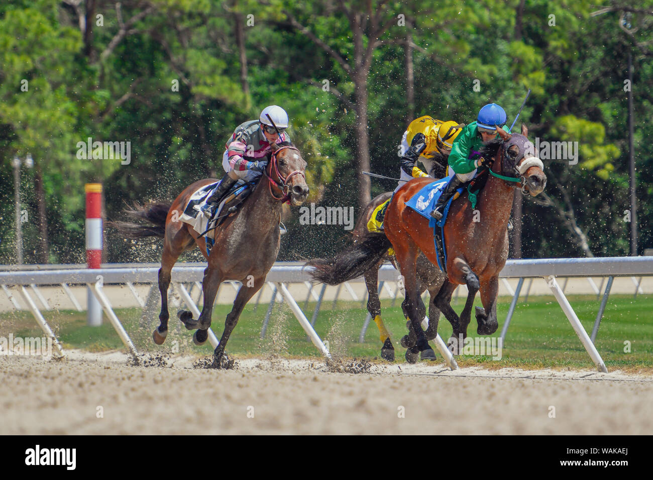 Jockeys on racing horses with dirt flying near the end of the race Stock Photo