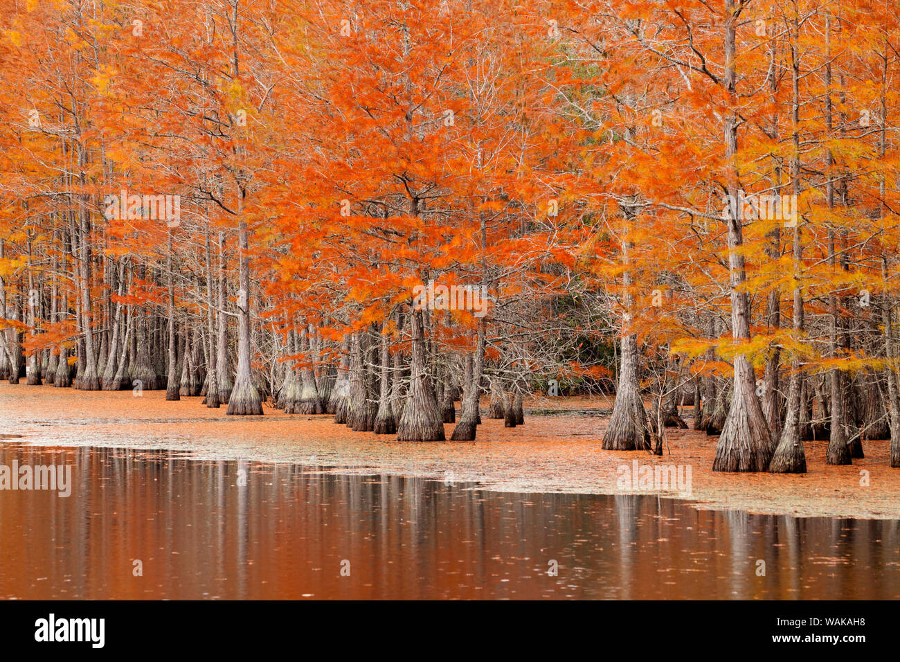 smith state park hires stock photography and images Alamy