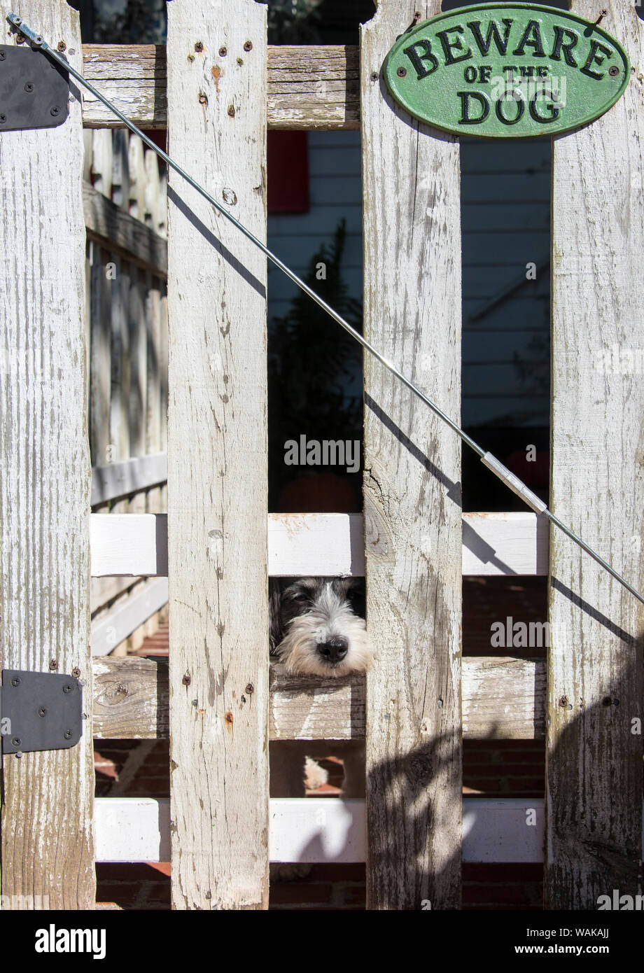 USA, Georgia. Humorous scene of innocent tame puppy under 'Beware of Dog' sign Stock Photo