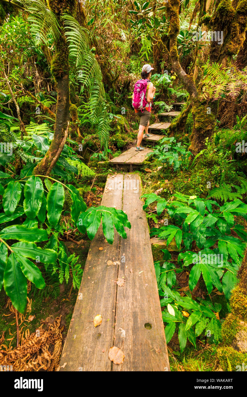 Hiker on the Alakai Swamp Trail, Kokee State Park, Kauai, Hawaii, USA