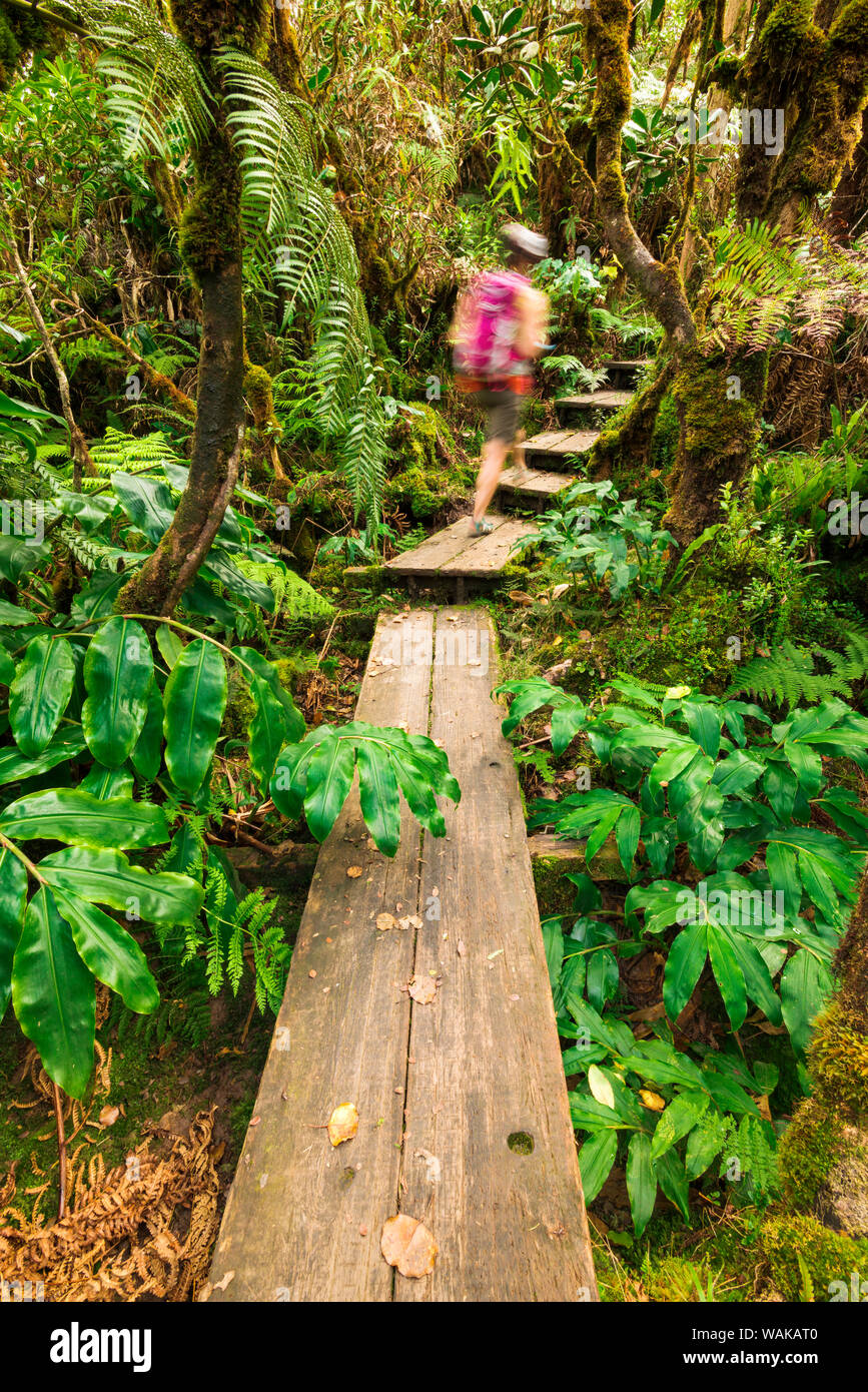 Hiker on the Alakai Swamp Trail, Kokee State Park, Kauai, Hawaii, USA