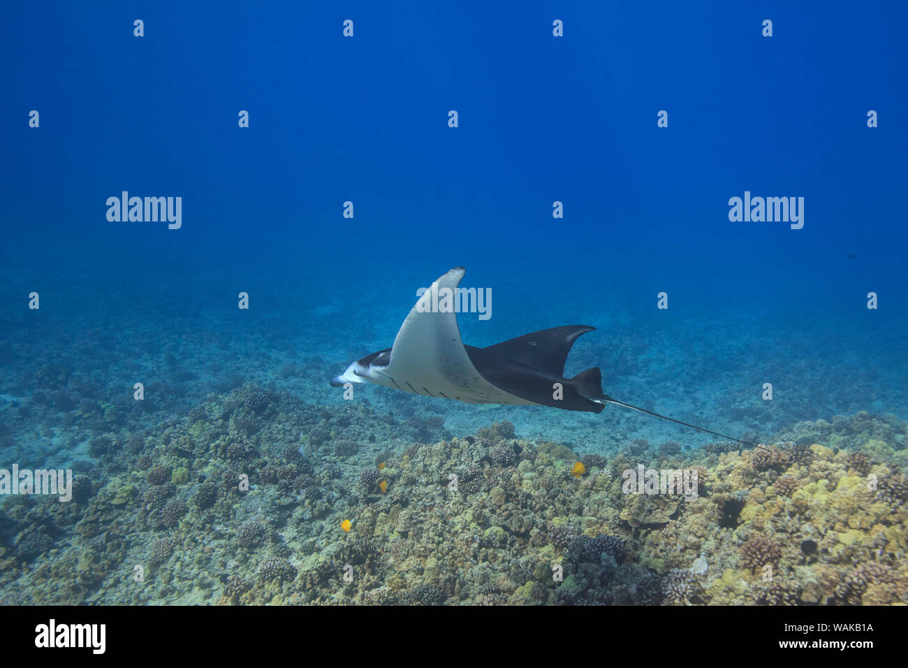 Manta ray. Big Island, Hawaii, USA Stock Photo
