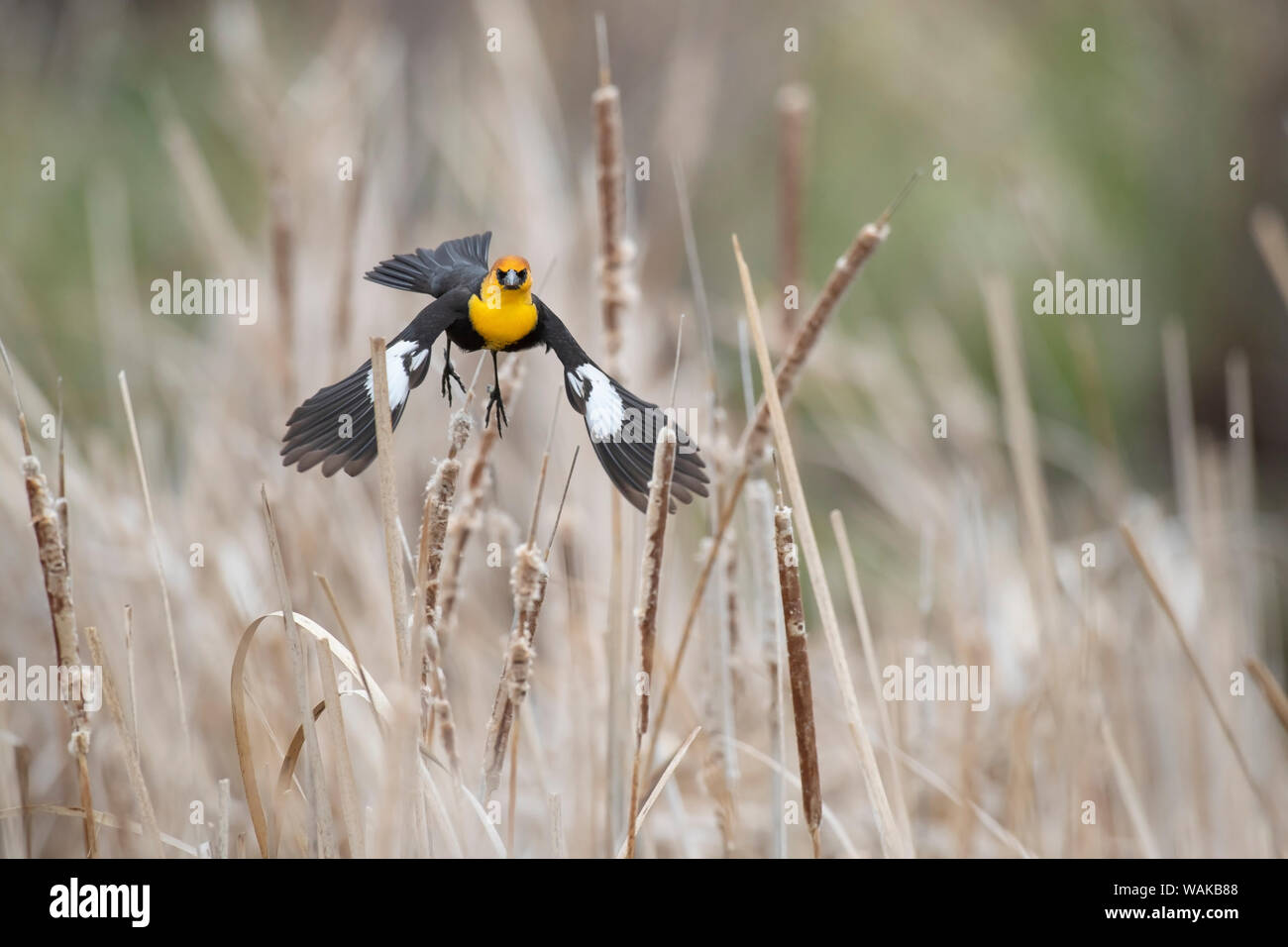 USA, Idaho, Market Lake Wildlife Management Area. Yellow-headed blackbird takes flight. Credit as: Don Grall / Jaynes Gallery / DanitaDelimont.com Stock Photo