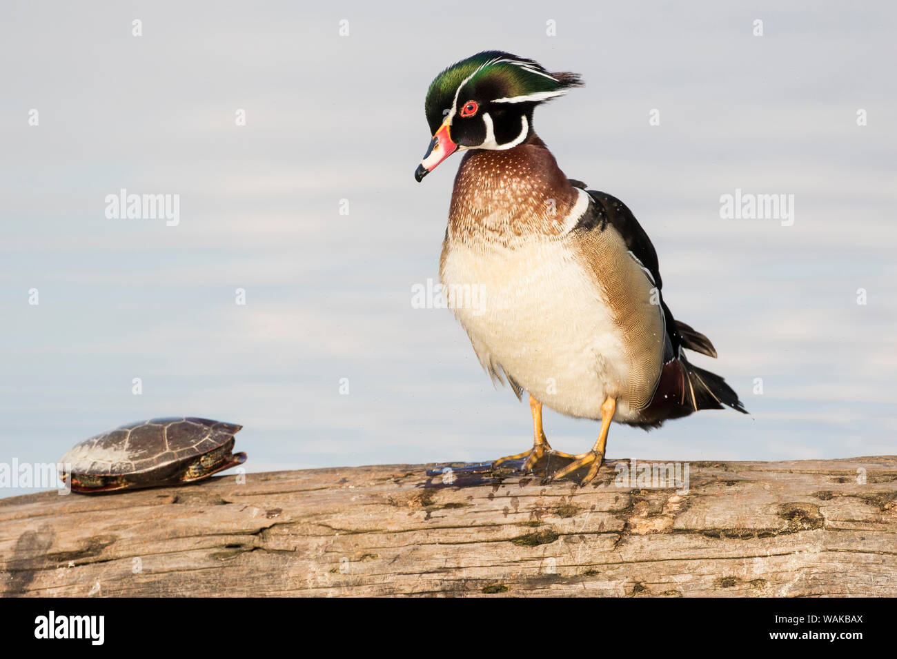 Male wood duck (Aix sponsa) and turtle in wetland. Marion County, Illinois. Stock Photo