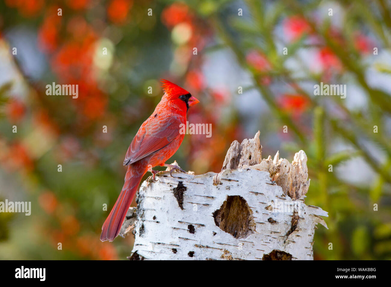 Male northern cardinal (Cardinalis cardinalis). Marion County, Illinois. Stock Photo