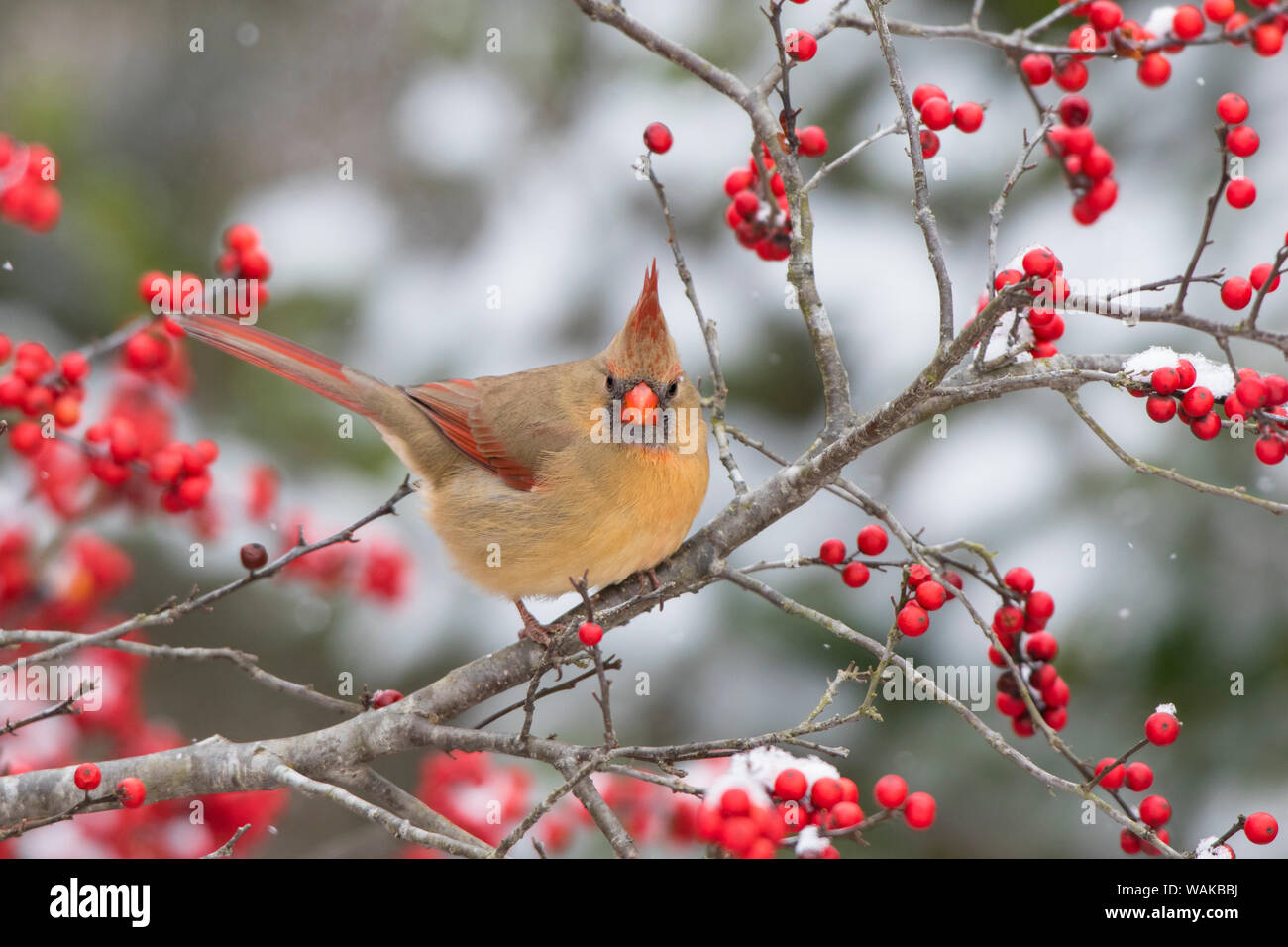 Male northern cardinal (Cardinalis cardinalis) in winterberry bush (Ilex verticillata). Marion County, Illinois. Stock Photo