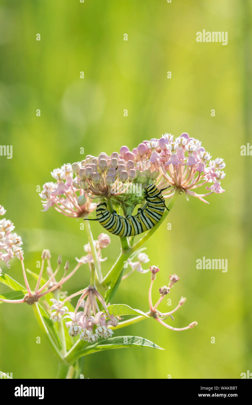 Monarch (Danaus Plexippus) caterpillar on swamp milkweed (Asclepias Incarnata). Marion County, Illinois. Stock Photo