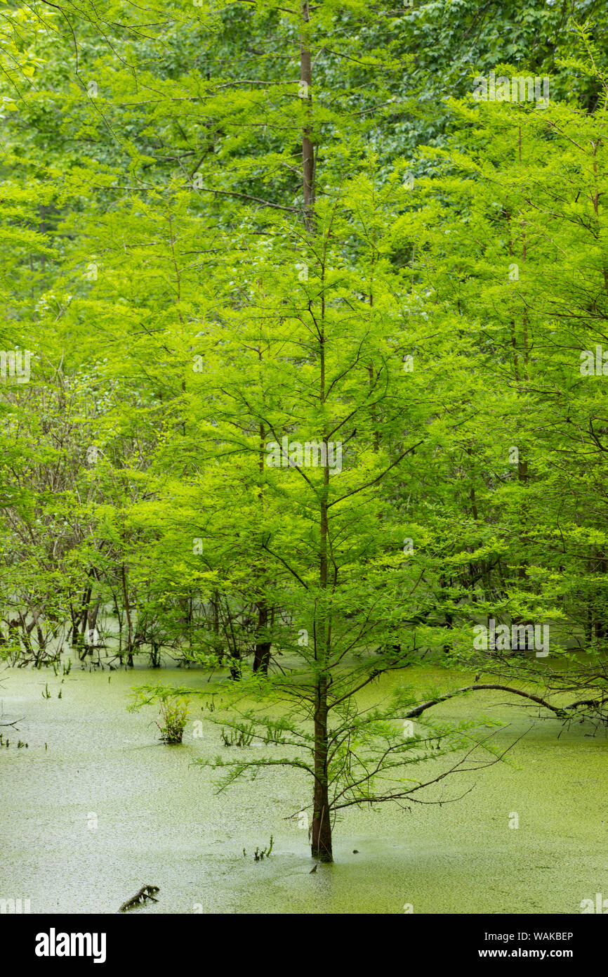 Bald Cypress trees (Taxodium distichum) Heron Pond Little Black Slough