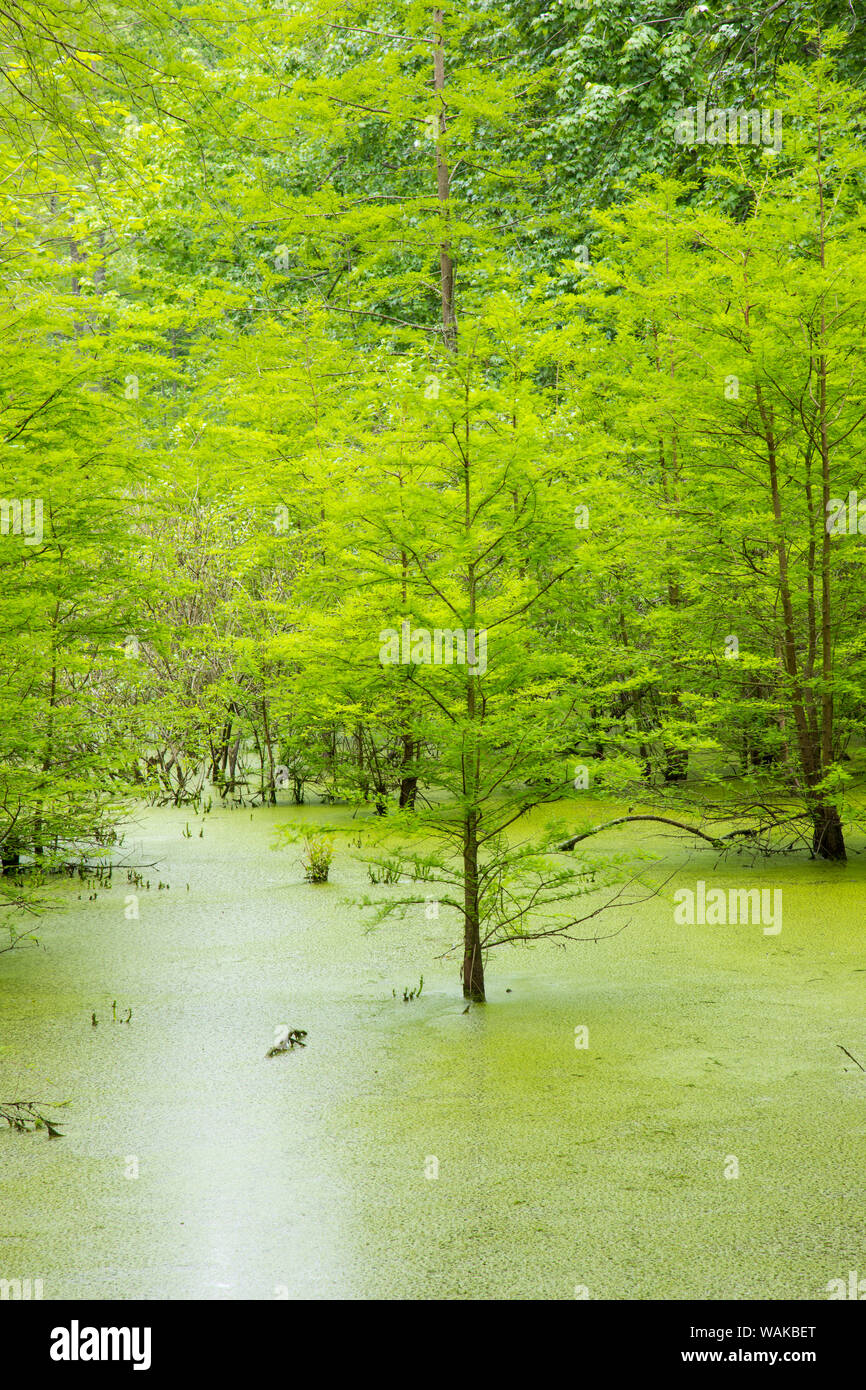 Bald Cypress trees (Taxodium distichum) Heron Pond Little Black Slough
