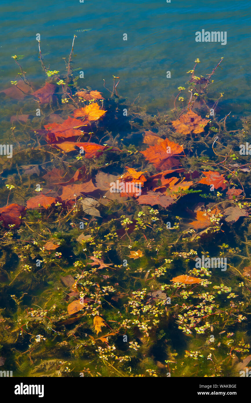 Fall foliage reflection in lake water Stock Photo - Alamy