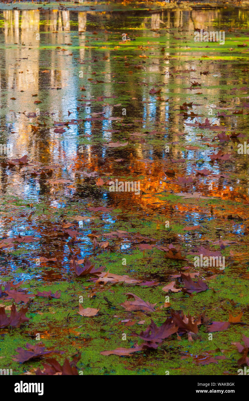 Fall foliage reflection in lake water Stock Photo - Alamy