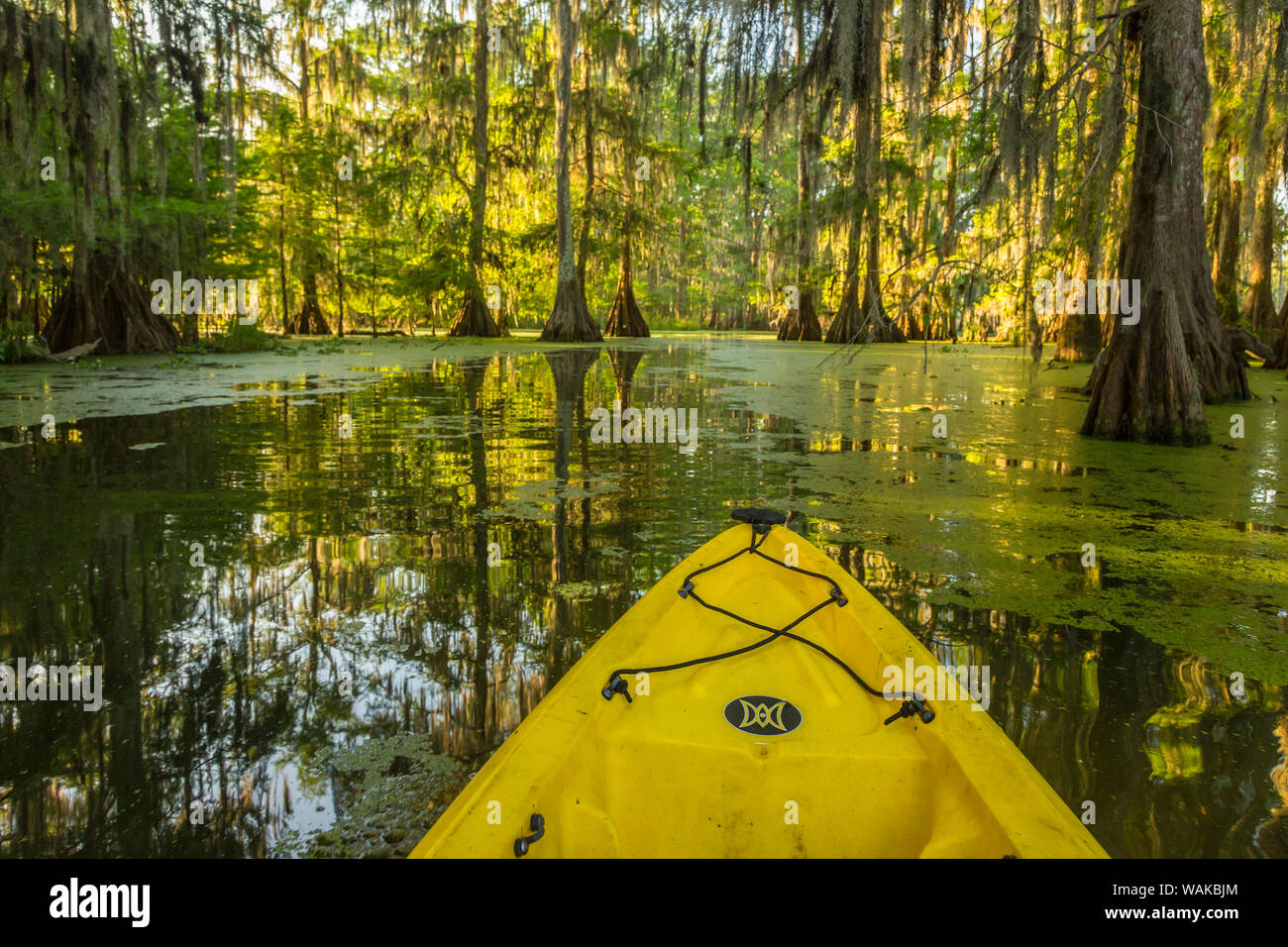 USA, Louisiana, Lake Martin. Kayaking in cypress swamp forest. Credit as: Cathy and Gordon Illg / Jaynes Gallery / DanitaDelimont.com Stock Photo