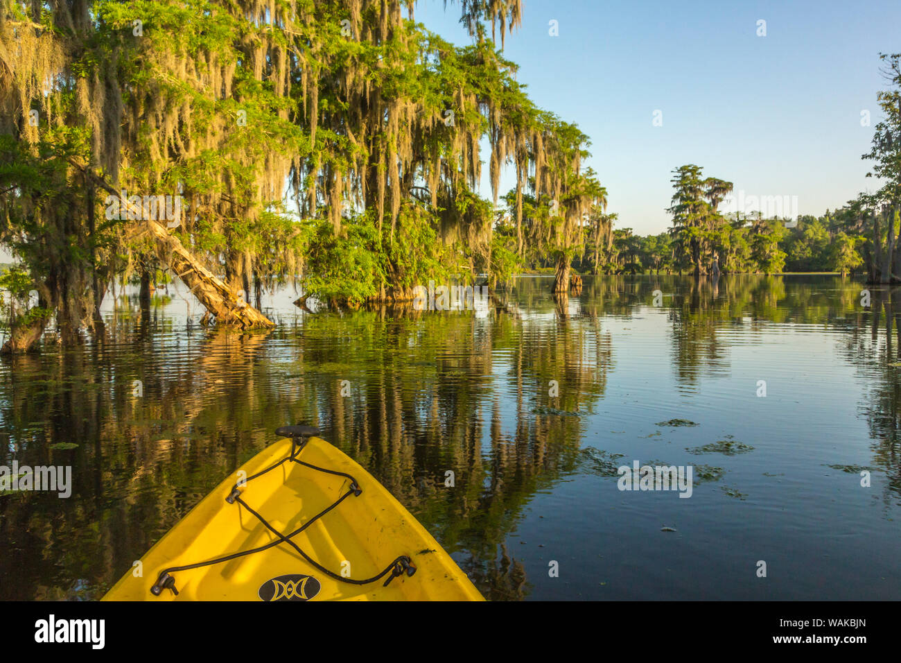 USA, Louisiana, Lake Martin. Kayaking in cypress swamp forest. Credit as: Cathy and Gordon Illg / Jaynes Gallery / DanitaDelimont.com Stock Photo