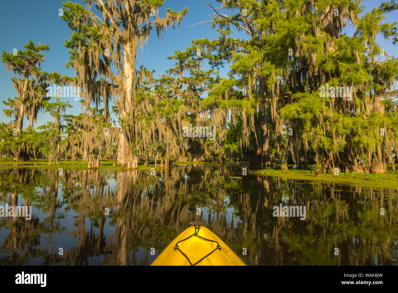 USA, Louisiana, Lake Martin. Kayaking in cypress swamp forest. Credit as: Cathy and Gordon Illg / Jaynes Gallery / DanitaDelimont.com Stock Photo