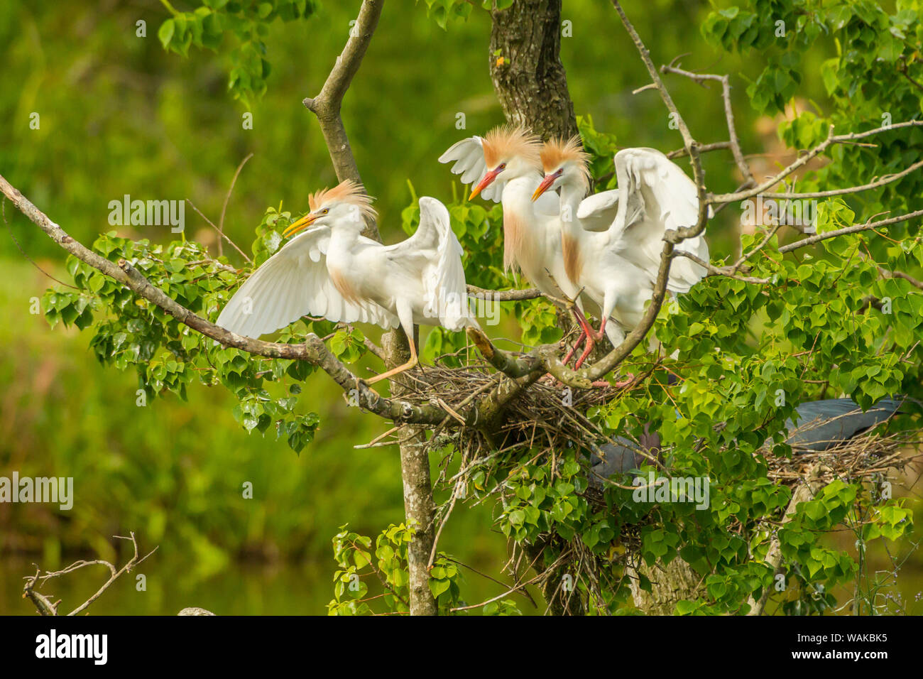 USA, Louisiana, Vermilion Parish. Cattle egrets fighting. Credit as: Cathy and Gordon Illg / Jaynes Gallery / DanitaDelimont.com Stock Photo