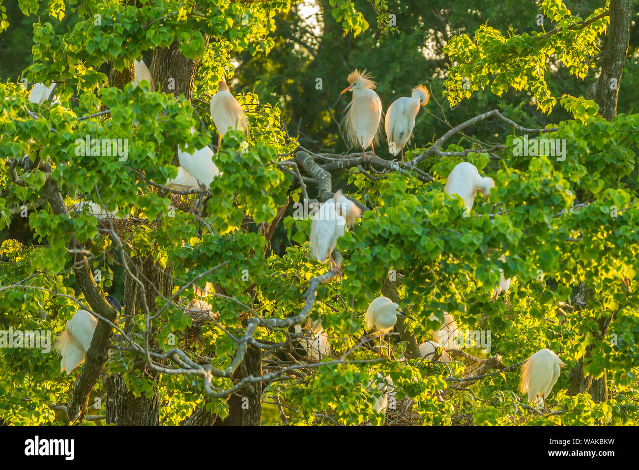 USA, Louisiana, Vermilion Parish. Cattle egret rookery. Credit as: Cathy and Gordon Illg / Jaynes Gallery / DanitaDelimont.com Stock Photo