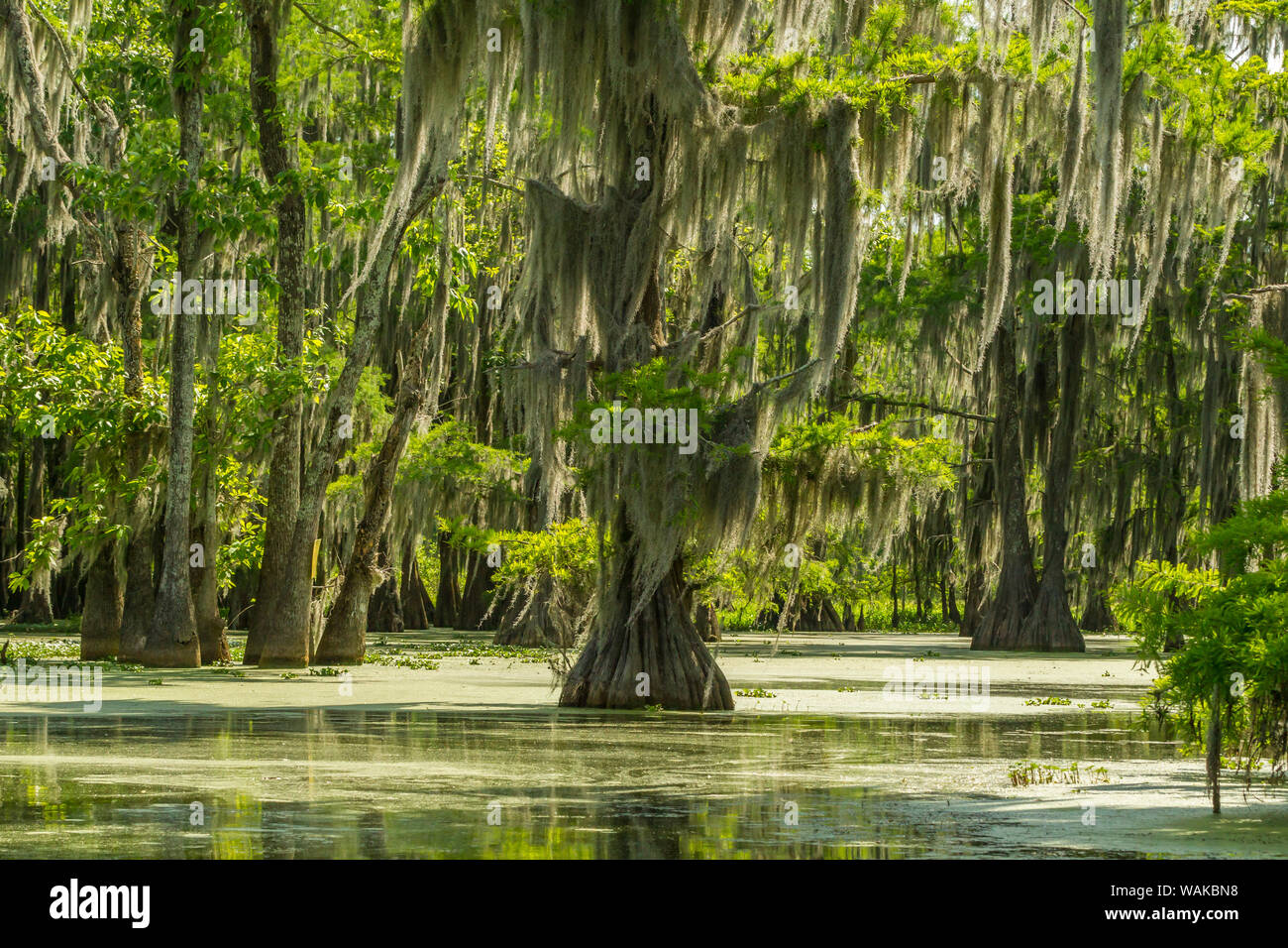 USA, Louisiana, Lake Martin. Cypress tree swamp. Credit as: Cathy and Gordon Illg / Jaynes Gallery / DanitaDelimont.com Stock Photo