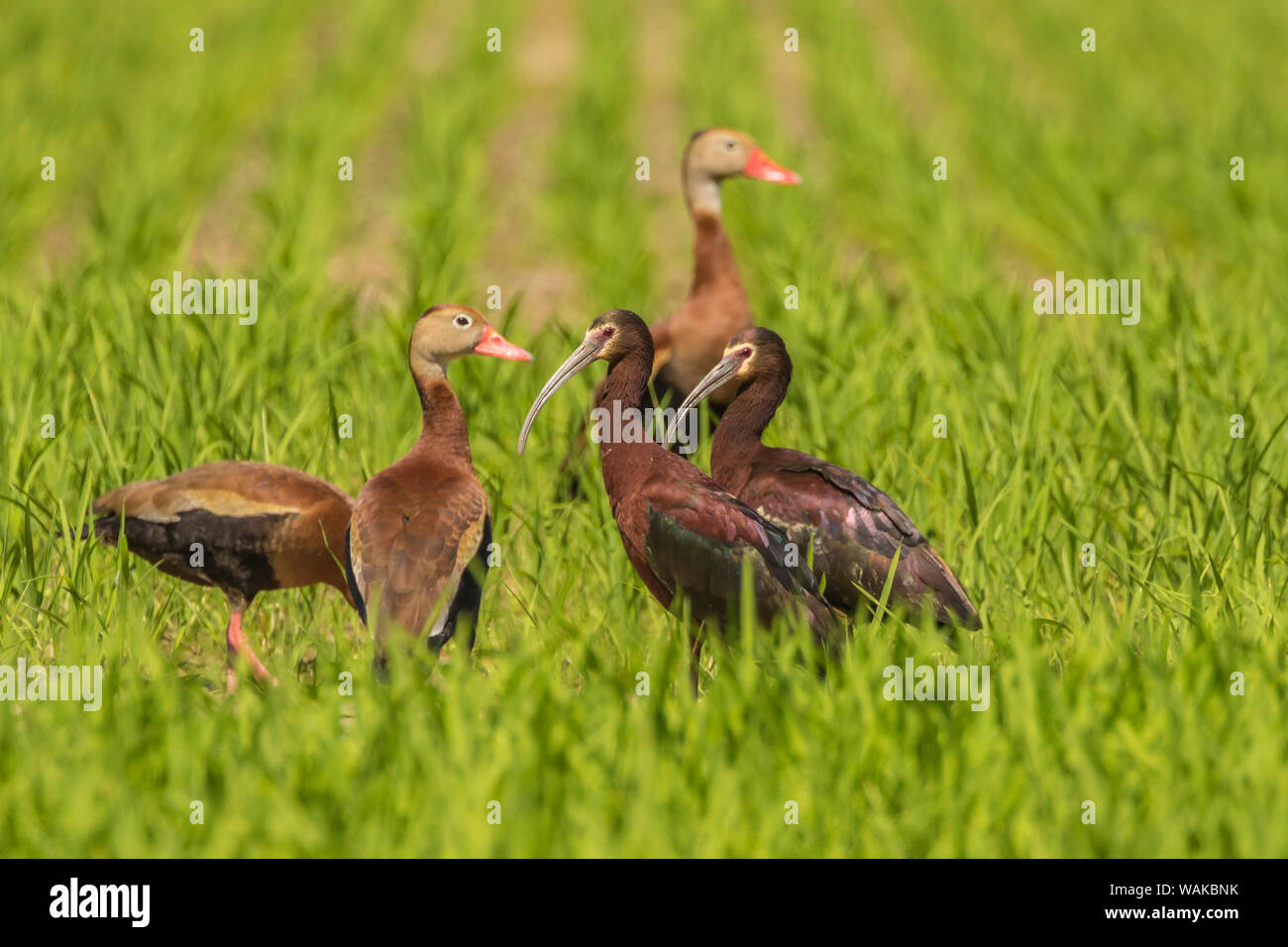 USA, Louisiana, Evangeline Parish. Black-bellied whistling ducks and white-faced ibis in grass. Credit as: Cathy and Gordon Illg / Jaynes Gallery / DanitaDelimont.com Stock Photo