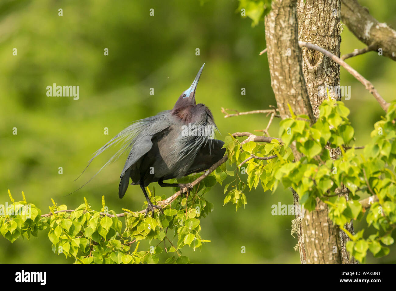 USA, Louisiana, Vermilion Parish. Little blue heron male courtship display. Credit as: Cathy and Gordon Illg / Jaynes Gallery / DanitaDelimont.com Stock Photo