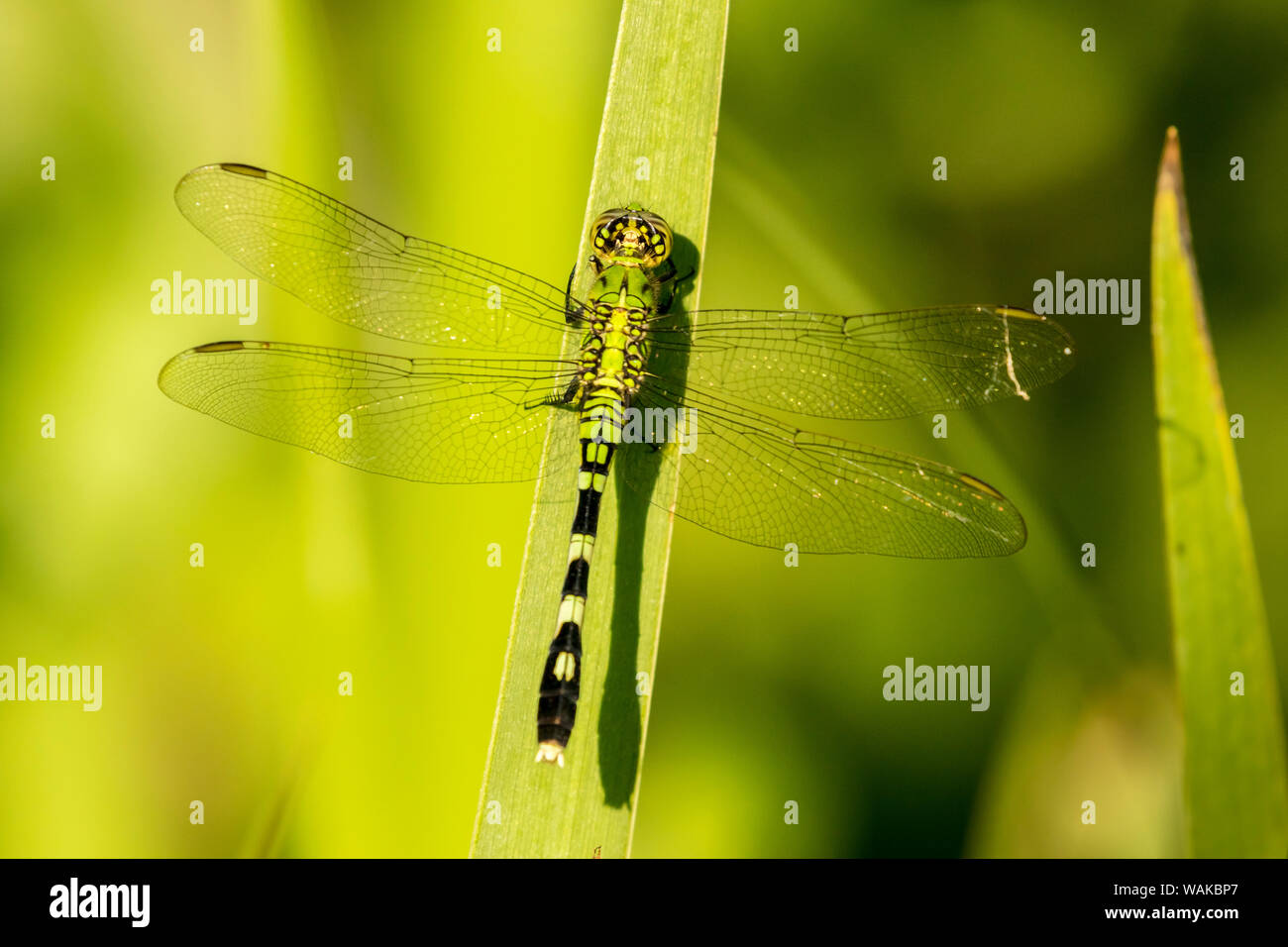 USA, Louisiana, Lake Martin. Green clearwing dragonfly on leaf. Credit as: Cathy and Gordon Illg / Jaynes Gallery / DanitaDelimont.com Stock Photo