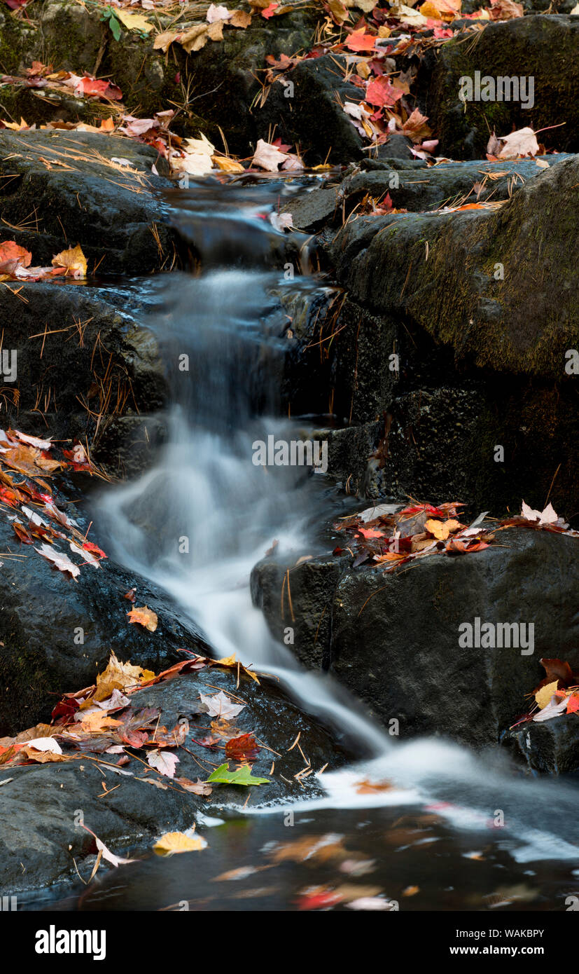 USA, Maine. Autumn leaves along small waterfall on Duck Brook, Acadia National Park. Stock Photo