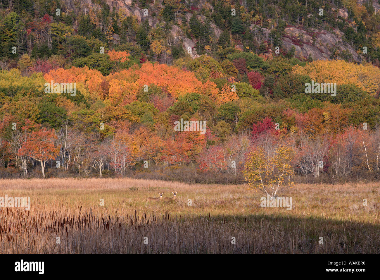 USA, Maine. Autumn foliage with deer, Acadia National Park. Stock Photo