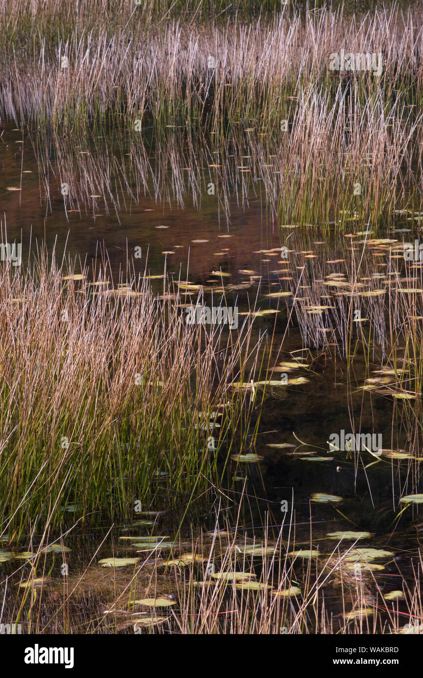 USA, Maine. Grasses and lily pads with reflections, the Tarn. Acadia National Park. Stock Photo
