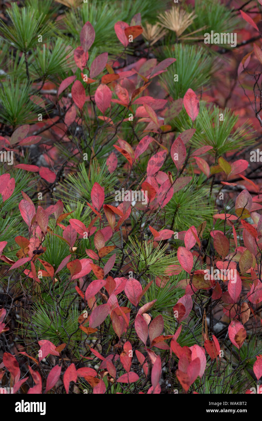 USA, Maine. Low bush blueberry and evergreen detail, New Mills Meadow