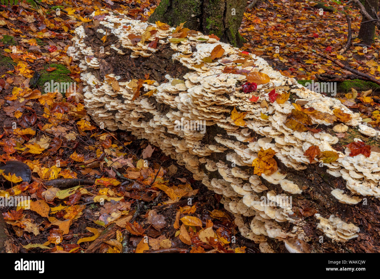 Oyster Mushrooms on decaying log in Porcupine Mountains Wilderness