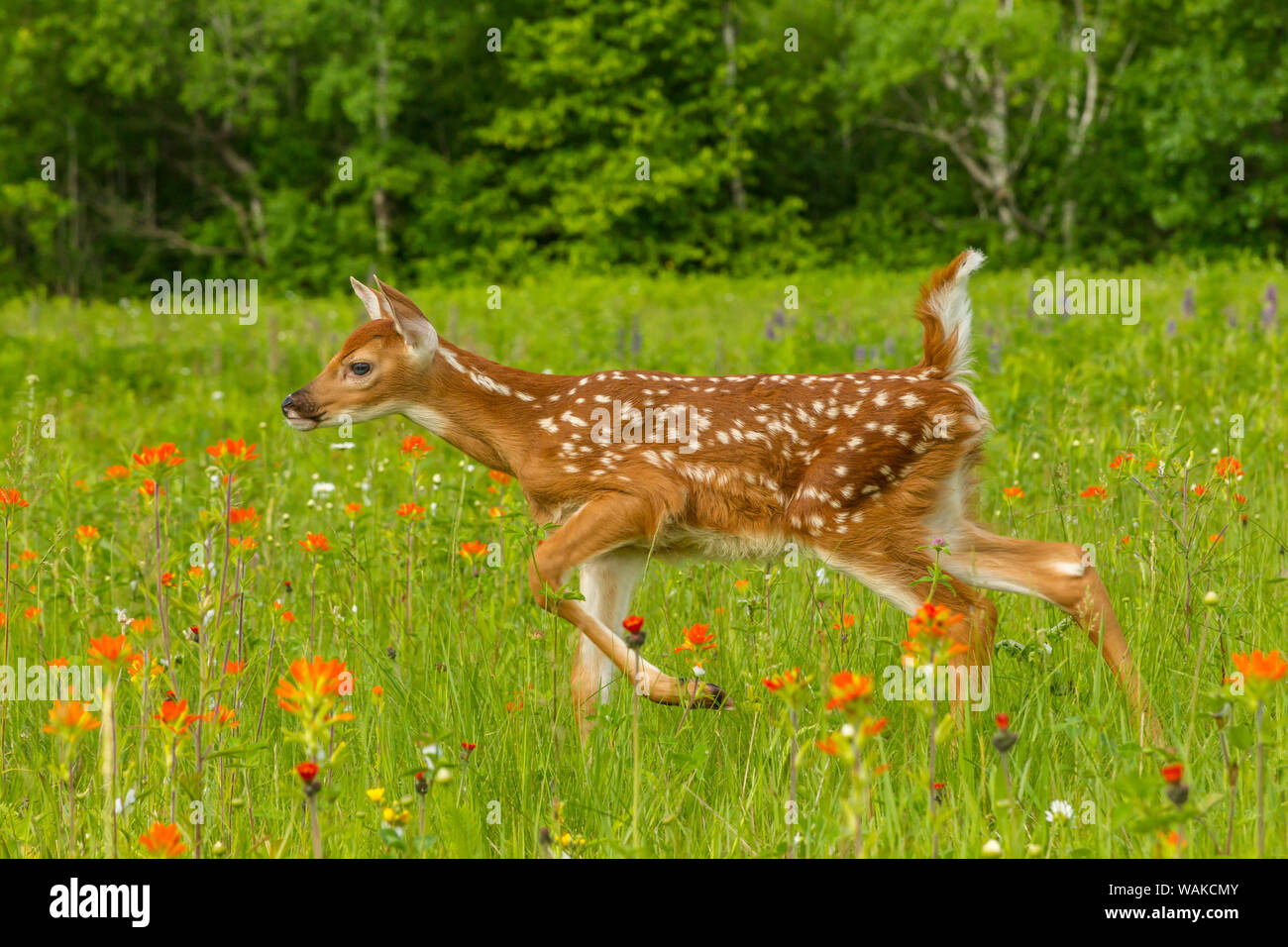 USA, Minnesota, Pine County. Captive fawn. Credit as: Cathy and Gordon Illg / Jaynes Gallery / DanitaDelimont.com Stock Photo