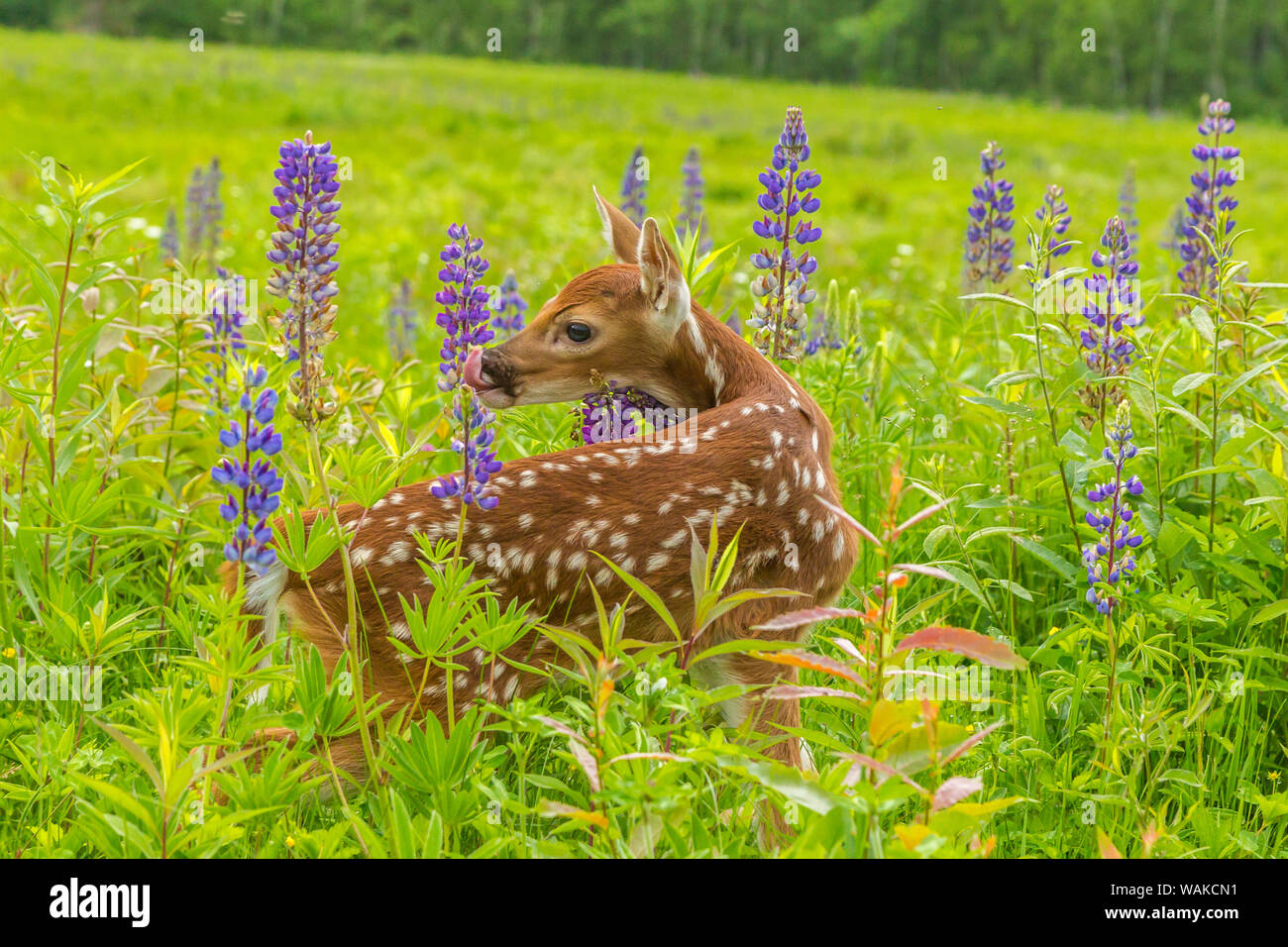 USA, Minnesota, Pine County. Captive fawn. Credit as: Cathy and Gordon Illg / Jaynes Gallery / DanitaDelimont.com Stock Photo