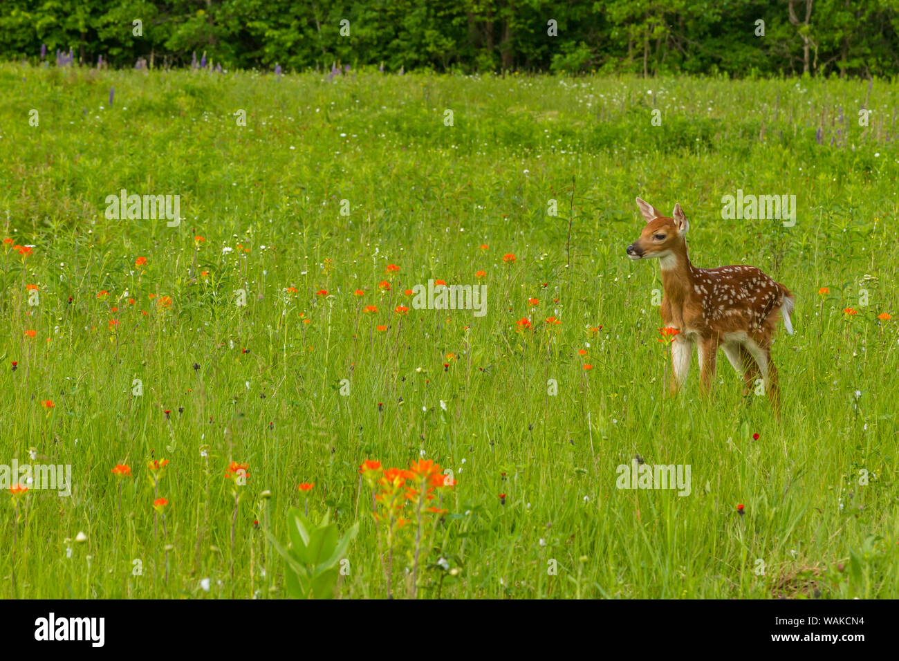 USA, Minnesota, Pine County. Captive fawn. Credit as: Cathy and Gordon Illg / Jaynes Gallery / DanitaDelimont.com Stock Photo