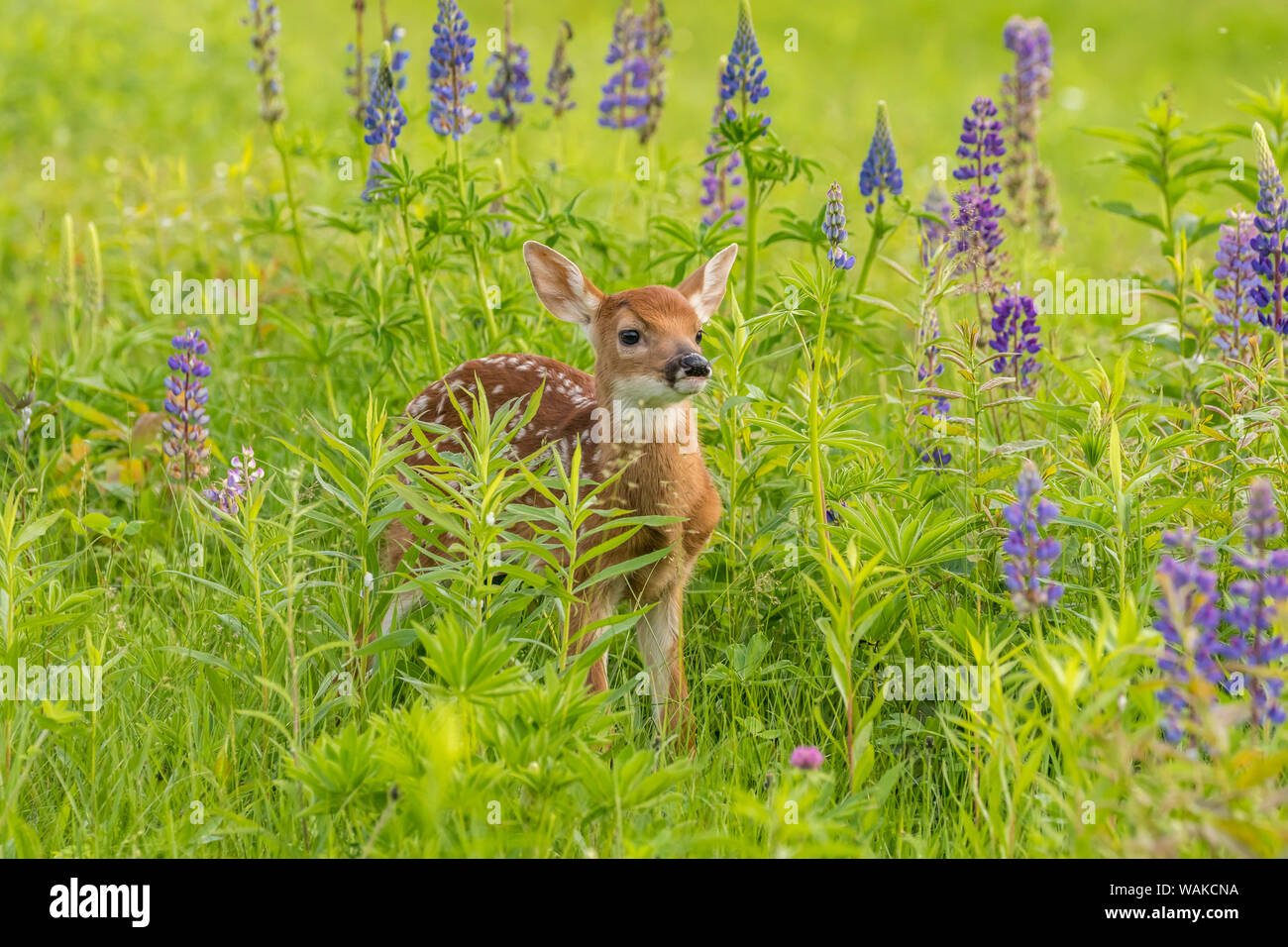 USA, Minnesota, Pine County. Captive fawn. Credit as: Cathy and Gordon Illg / Jaynes Gallery / DanitaDelimont.com Stock Photo