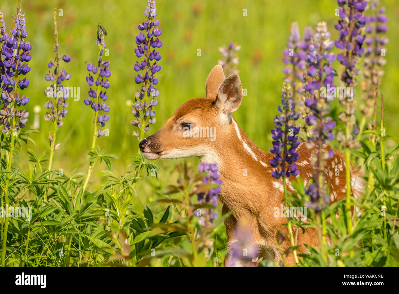 USA, Minnesota, Pine County. Captive fawn. Credit as: Cathy and Gordon Illg / Jaynes Gallery / DanitaDelimont.com Stock Photo