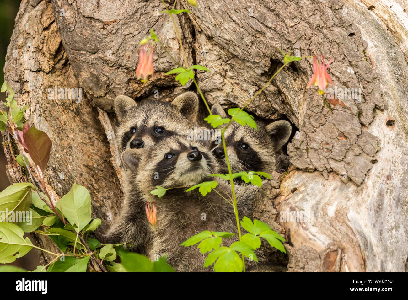 do raccoons live in pine trees