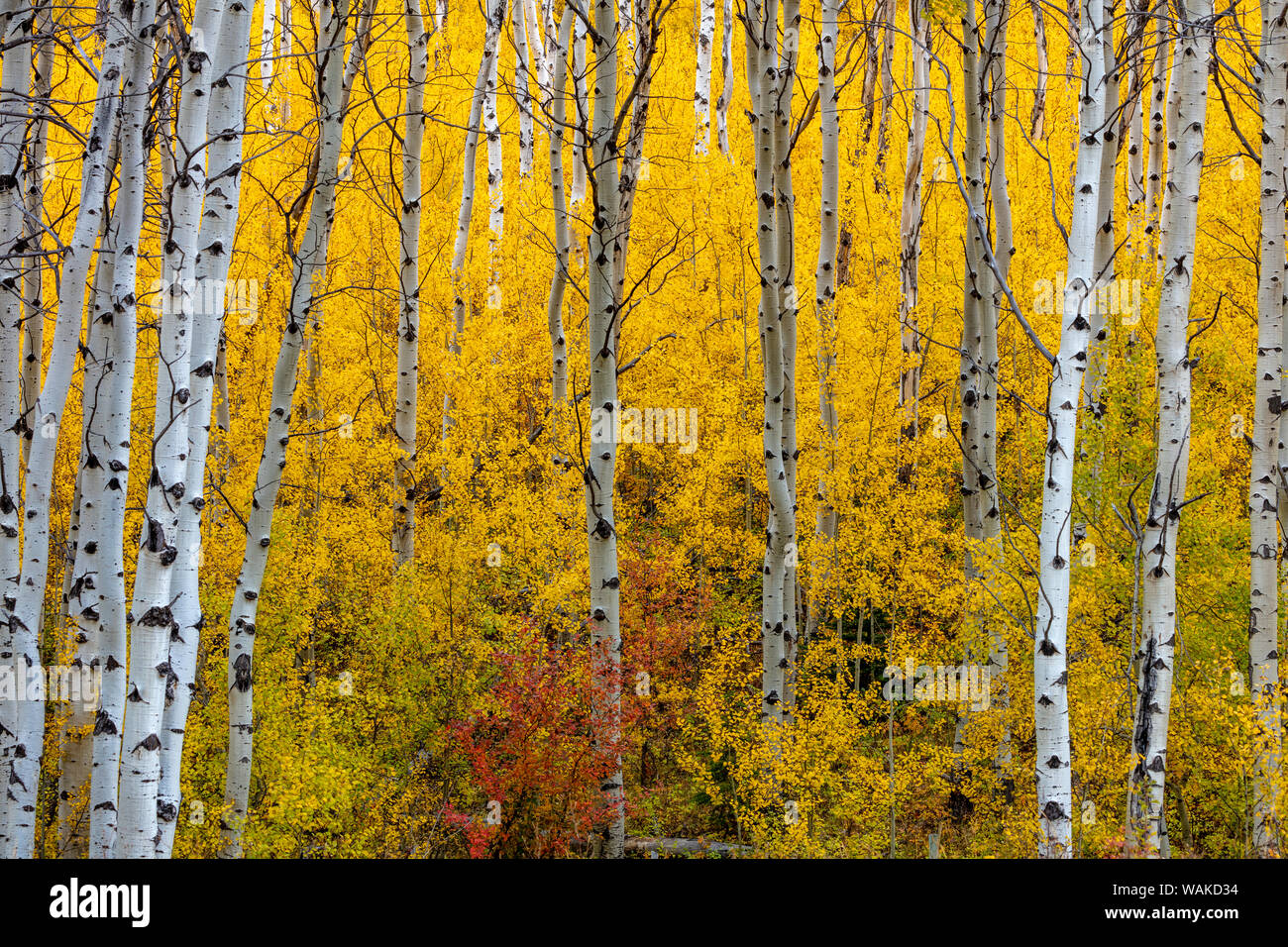 Aspen grove in peak fall colors in Glacier National Park, Montana, USA Stock Photo