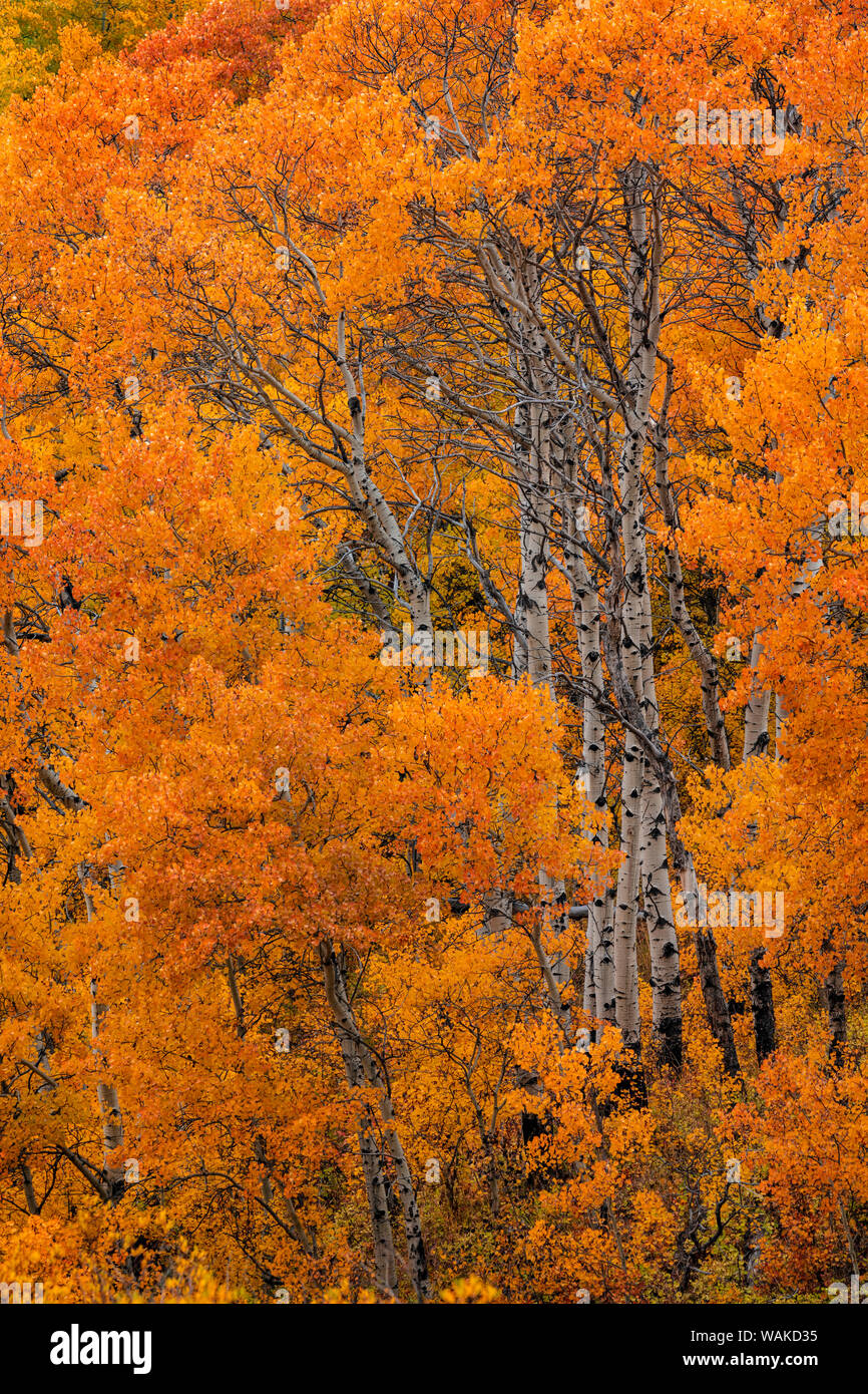 Aspen grove in peak fall colors in Glacier National Park, Montana, USA