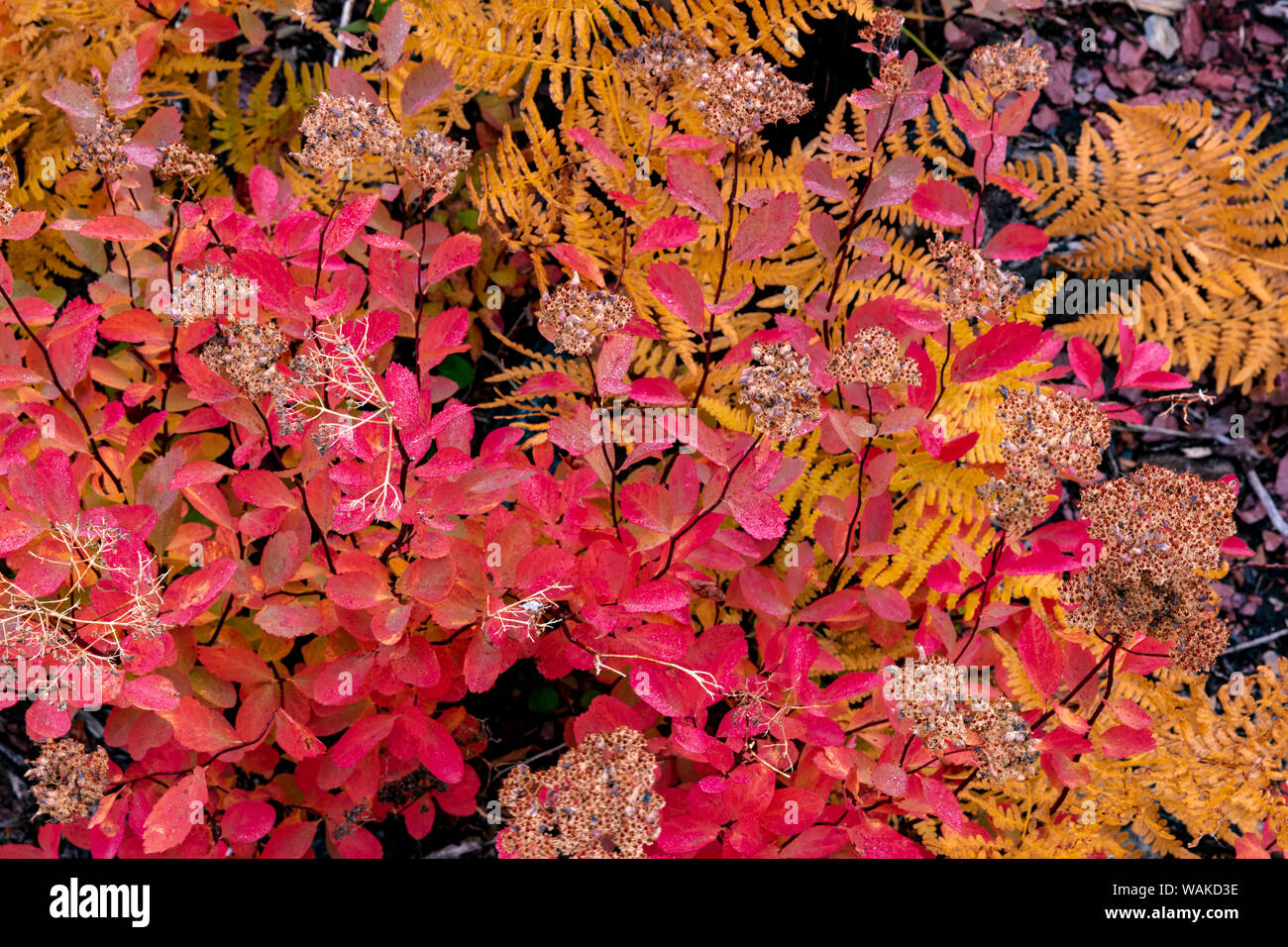 Autumn ferns and ground cover in burn area above St. Mary Lake in Glacier National Park, Montana, USA Stock Photo