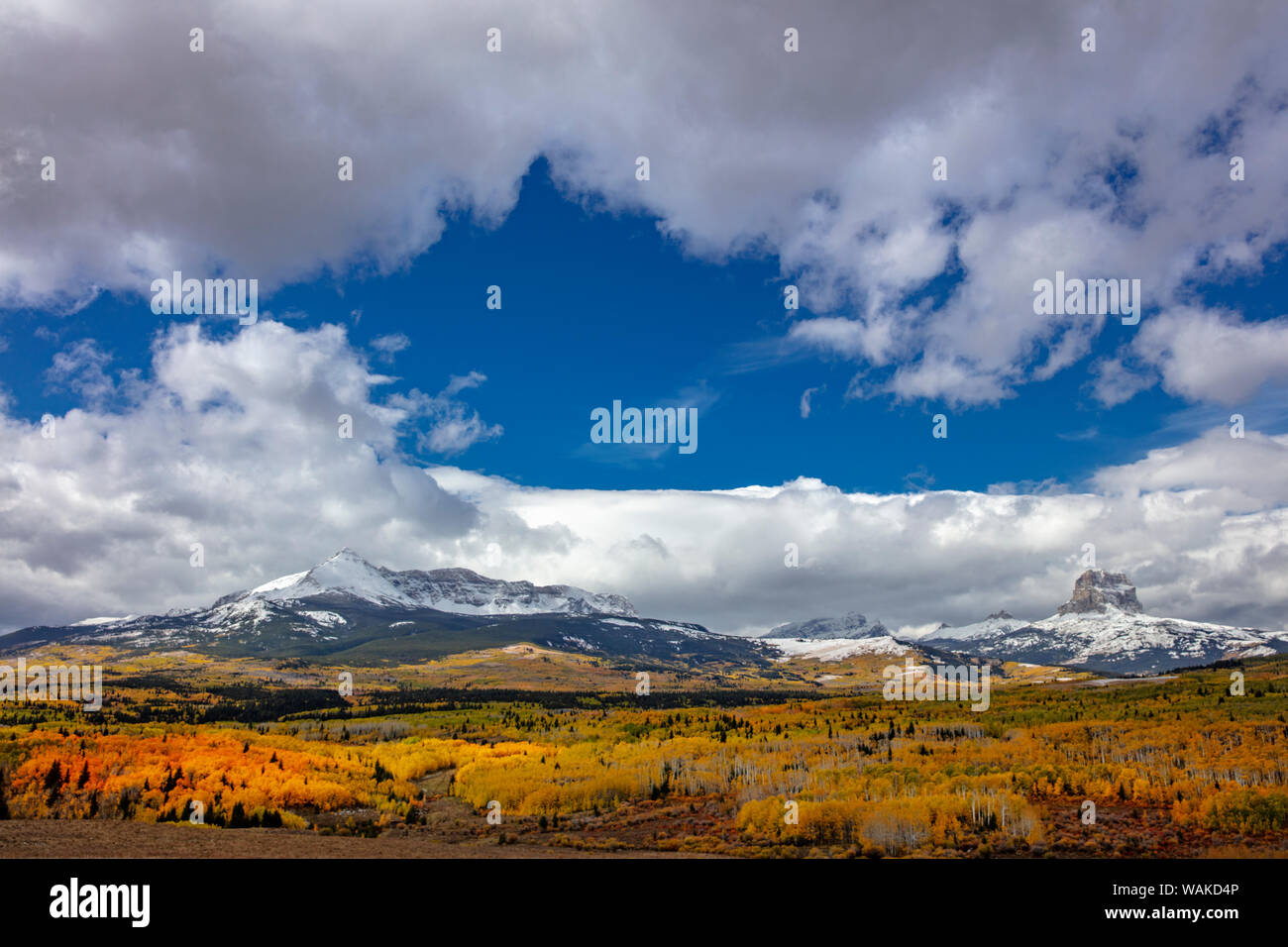 Peak fall color in aspen groves below Yellow and Chief Mountains in Glacier National Park, Montana, USA Stock Photo