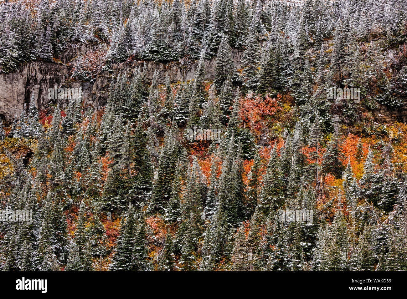 Fresh snowfall on autumn colors in Glacier National Park, Montana, USA Stock Photo