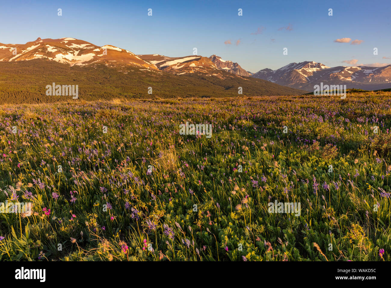 Mountain larkspur hi-res stock photography and images - Alamy